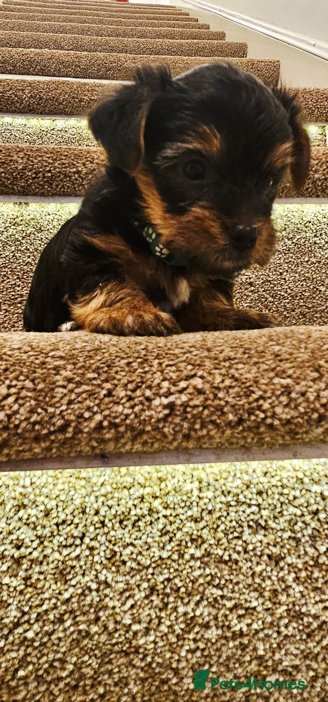 Yorkshire Terrier dogs for sale: Yorkshire Terrier puppies - Advert 20