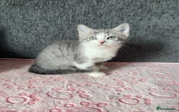 Mixed Breed cats for sale: Gorgeous Boys Russian Blue X Tabby Kittens 🐾🩵 - Image 4