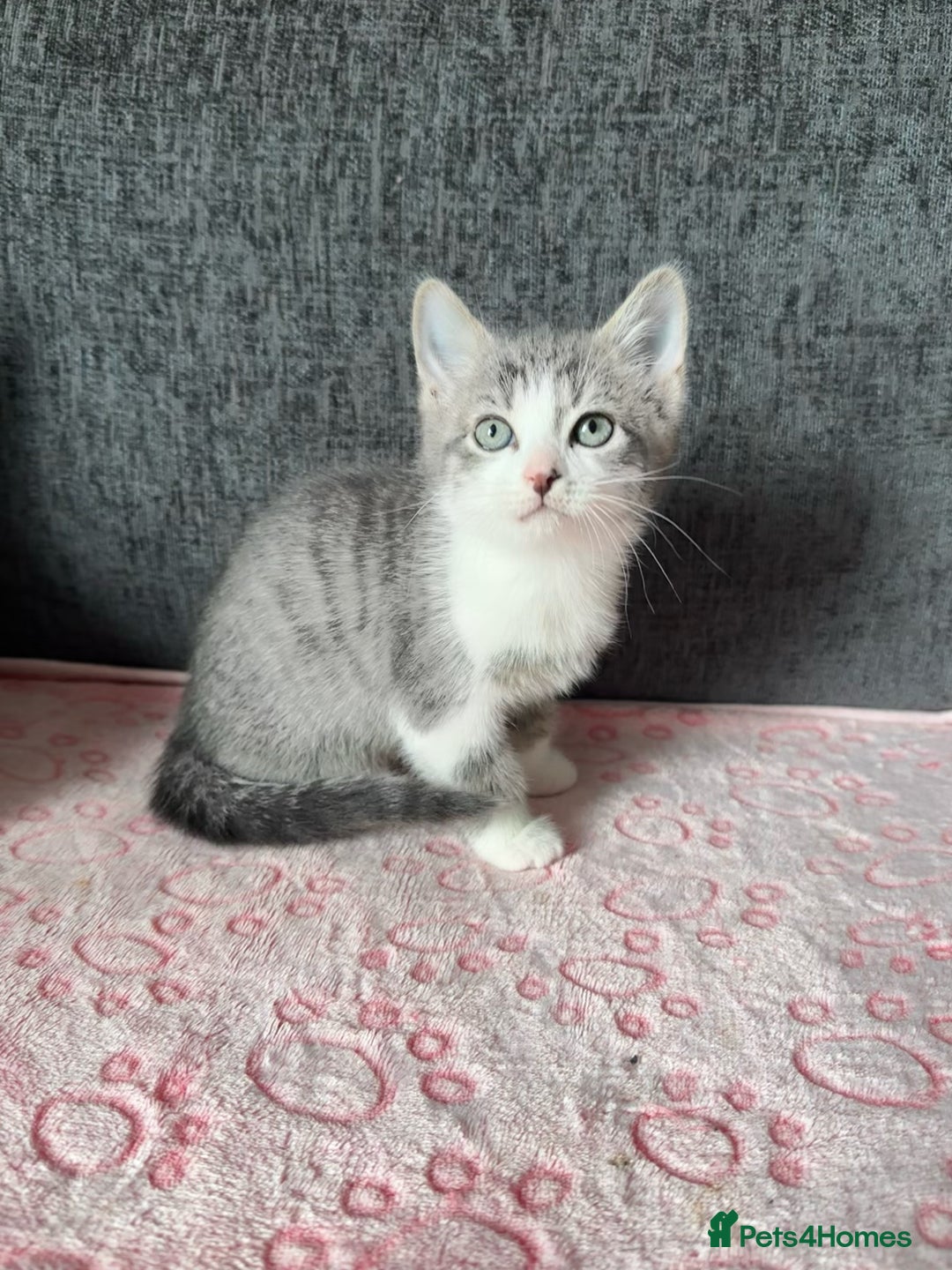 Mixed Breed cats for sale: Gorgeous Boys Russian Blue X Tabby Kittens 🐾🩵 - Image 4