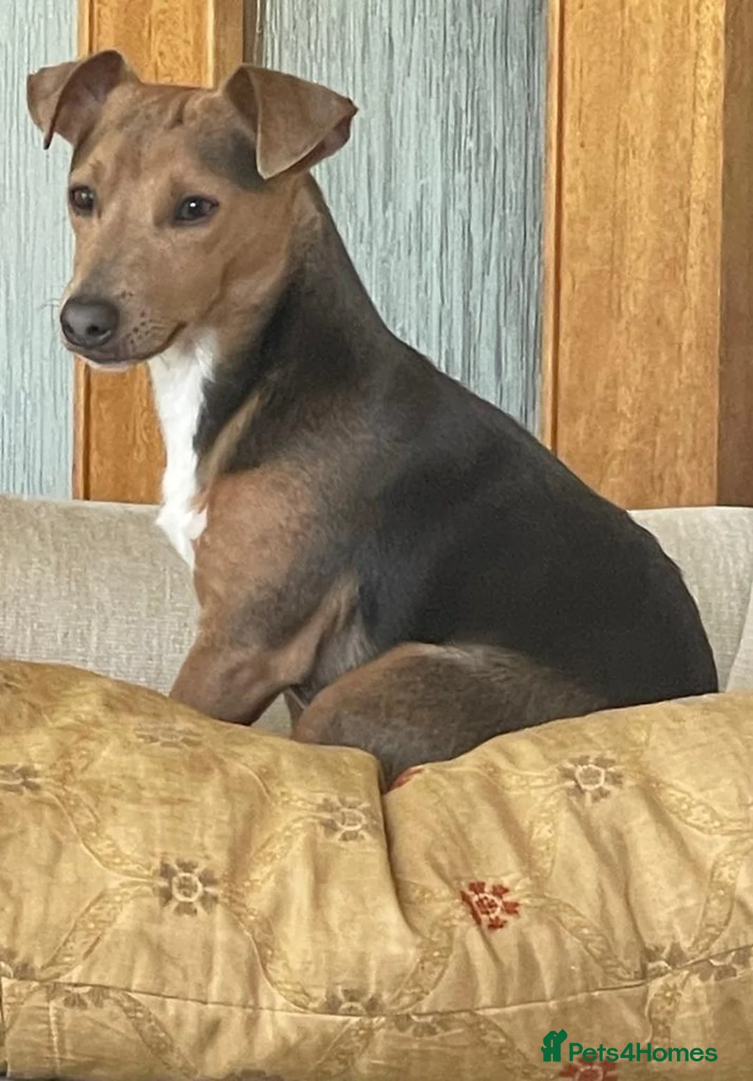Jack Russell dogs for sale: Jack Russell Puppies  - Advert 5