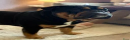 English Bulldog dogs for stud: Black & tan english Pedigree Stud dog in Knutsford - Advert 9