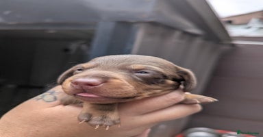 Dachshund dogs - Advert 5