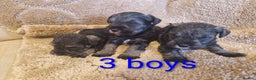 Miniature Schnauzer dogs for sale:  Cute miniature Schnauzer pups - Advert 2