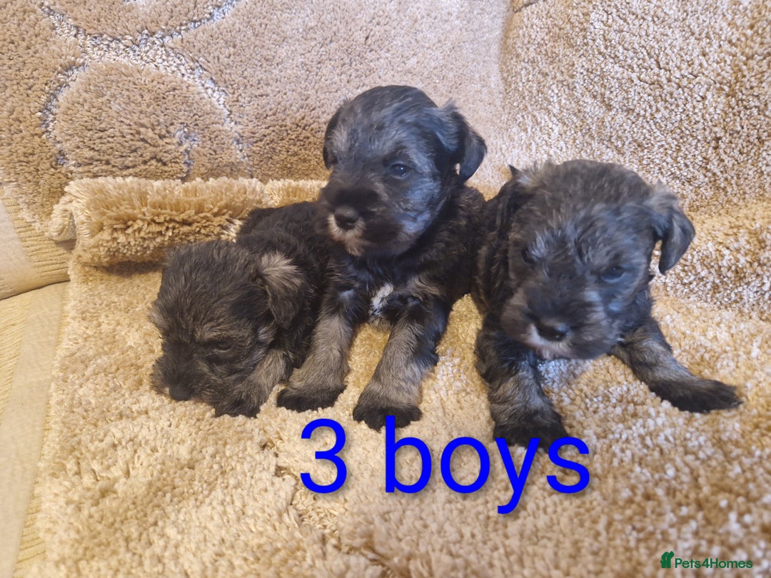 Miniature Schnauzer dogs for sale:  Cute miniature Schnauzer pups - Advert 2