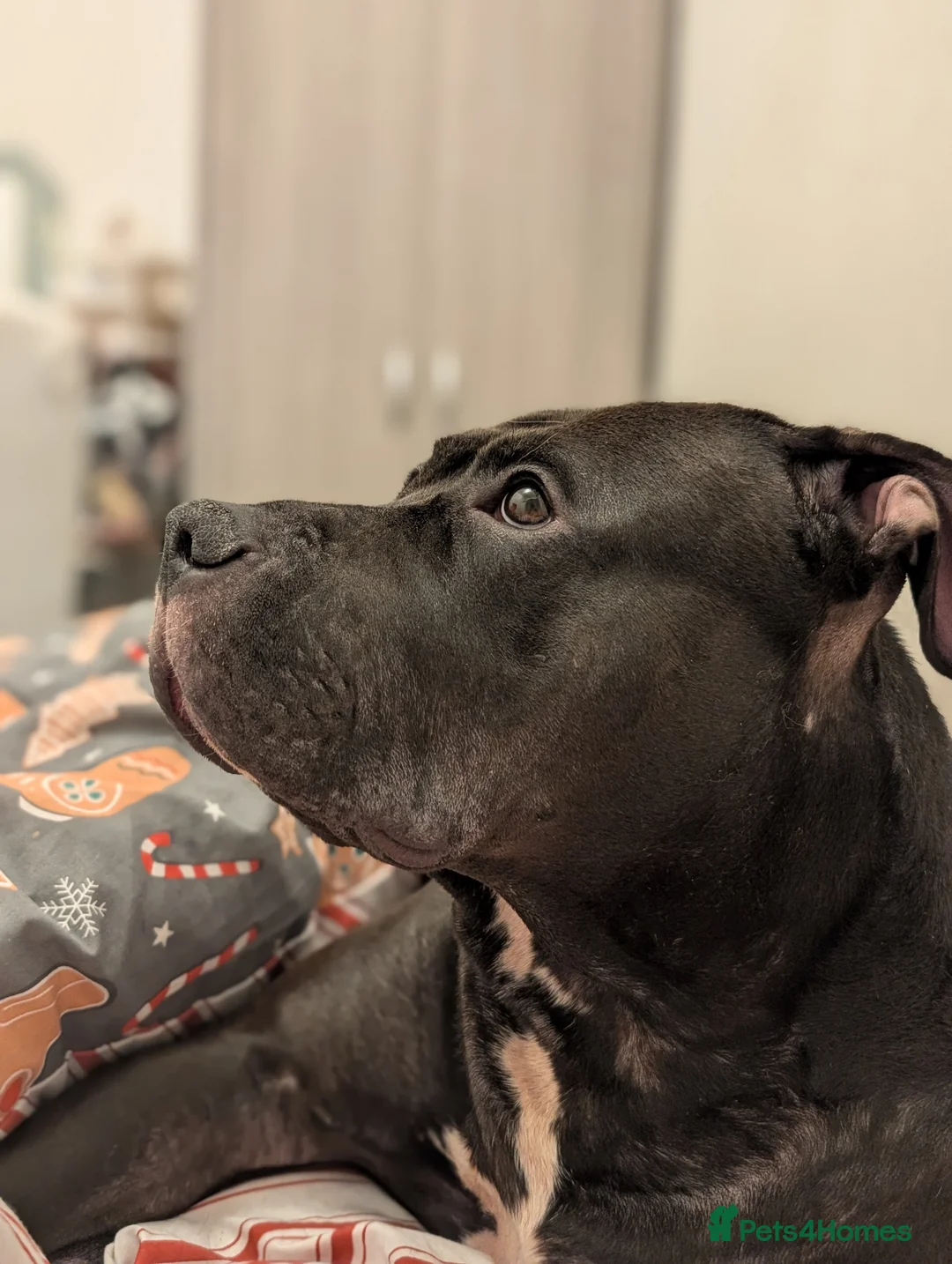 Mixed Breed dogs for sale: Gentle Giant Seeking Calm Home (3yrs, 50kg) - Advert 1