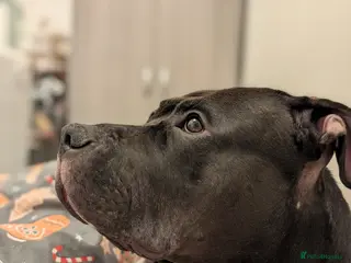 Mixed Breed dogs Gentle Giant Seeking Calm Home (3yrs, 50kg) - Advert 2