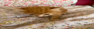 Ginger female  Shorthair 1