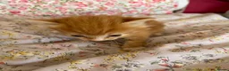 British Shorthair cats for sale: Cute litter of five female kittens  - Advert 13