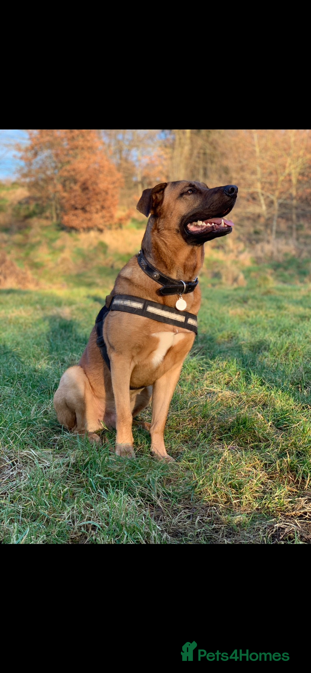 Mixed Breed dogs for stud: Stud  - Advert 2