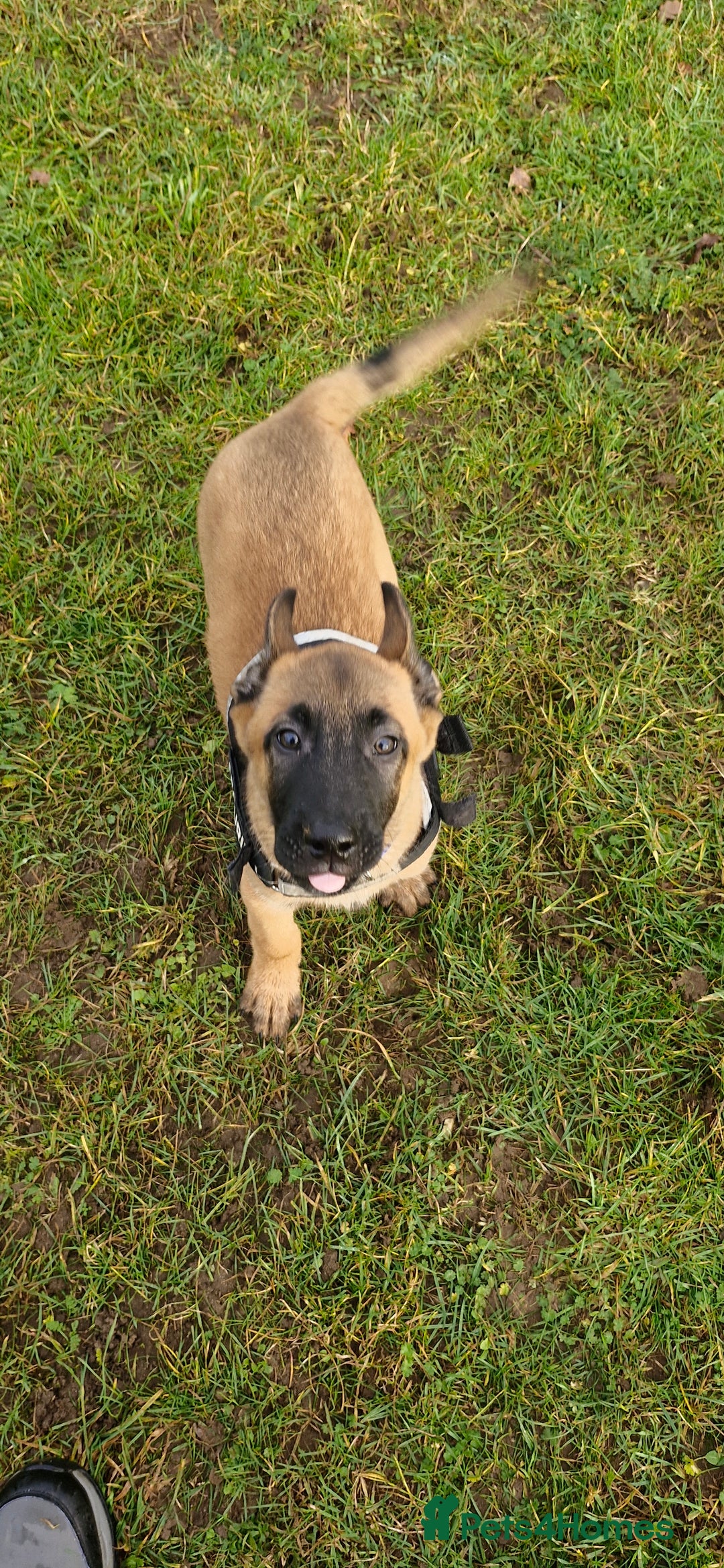 Belgian Shepherd Dog dogs for sale: Stunning Belgian Malinois Puppies - Advert 14