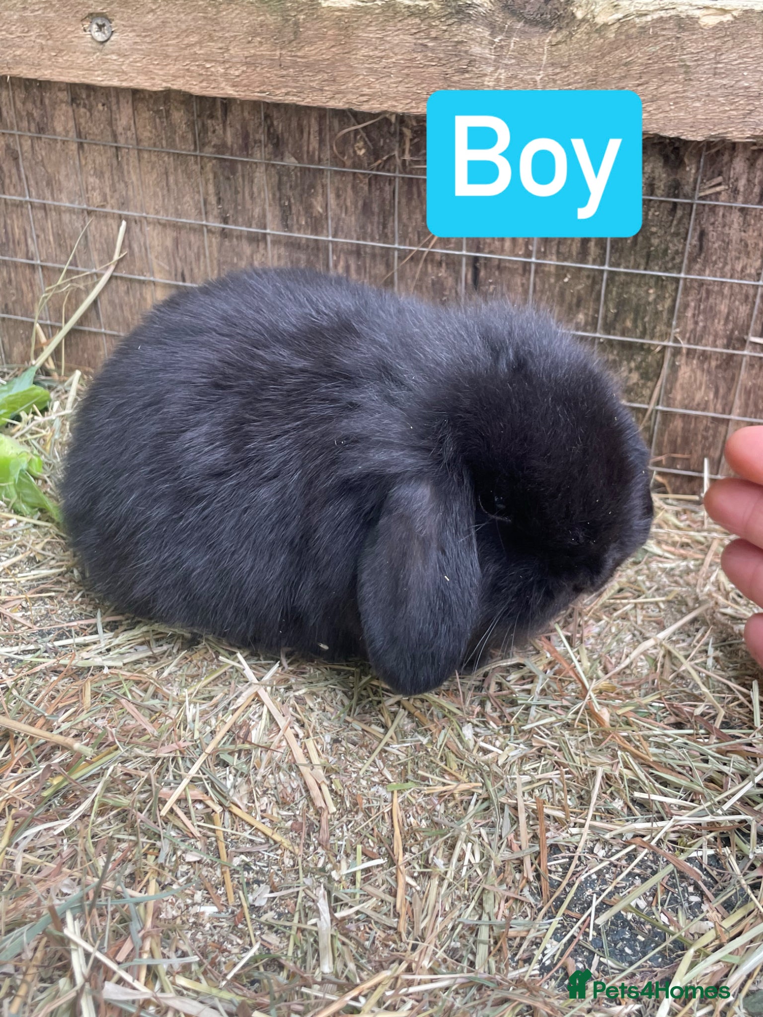 Mini Lop rabbits for sale: Beautiful mini lop babies - Advert 3