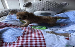 Cavapoo dogs for sale: Beautiful F1 Cavapoo puppies  - Image 5