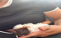 Guinea Pig rodents for sale: Bonded pair of male guinea pigs  - Image 2