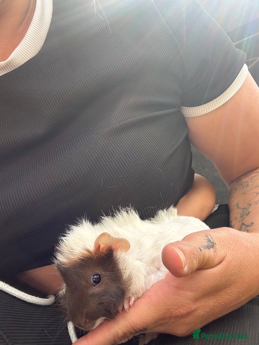 Guinea Pig rodents for sale: Bonded pair of male guinea pigs  - Image 2