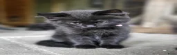 Maine Coon cats for sale: Maine Coon x kittens available now! - Advert 16