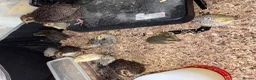 Quail poultry for sale: Quail  - Advert 2
