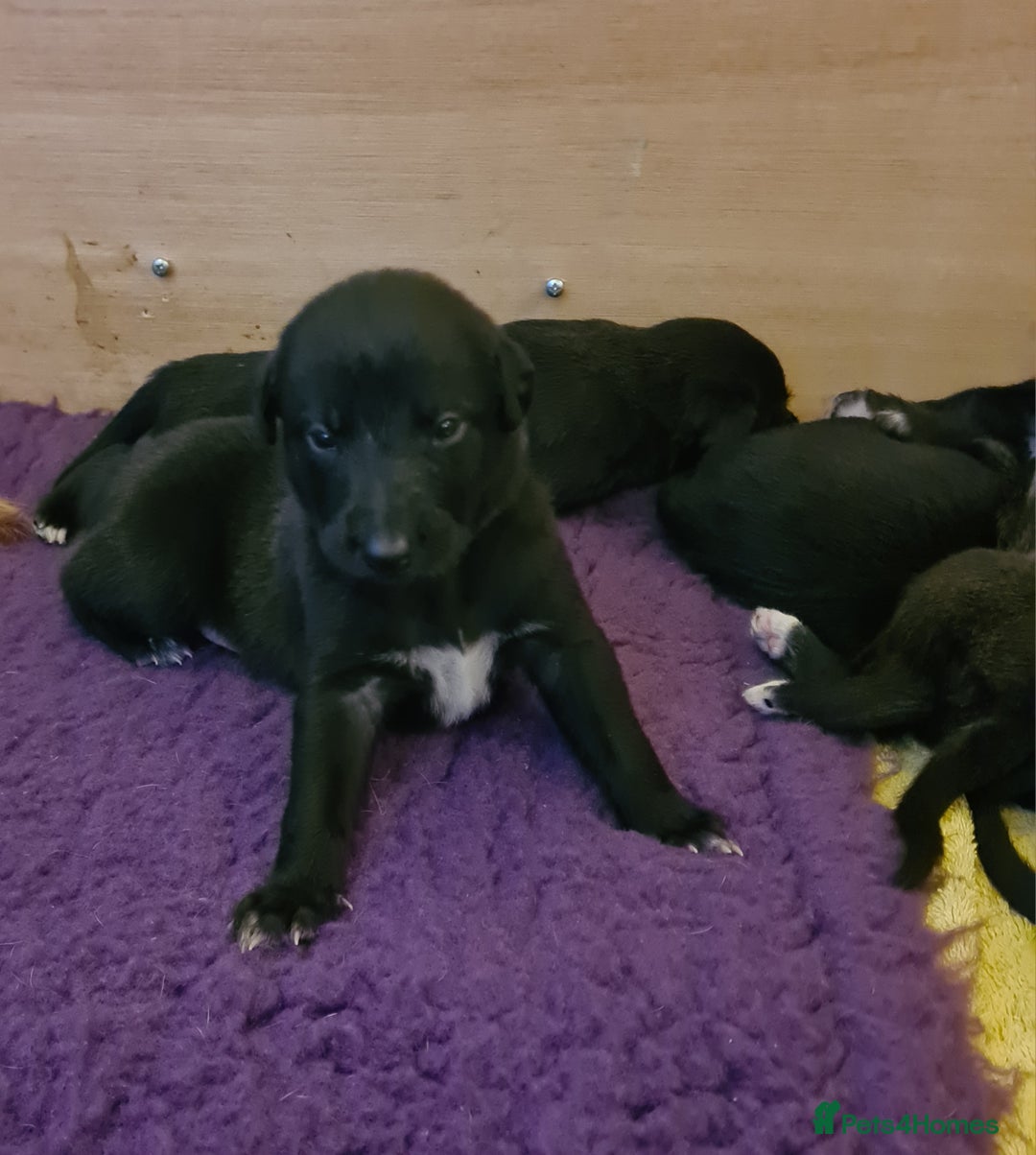 Mixed Breed dogs for sale: Beautiful bedlington whippet x lurcher puppies! - Image 23