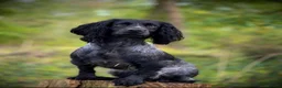 Cocker Spaniel dogs for sale: KC registers cocker Puppys  - Advert 4