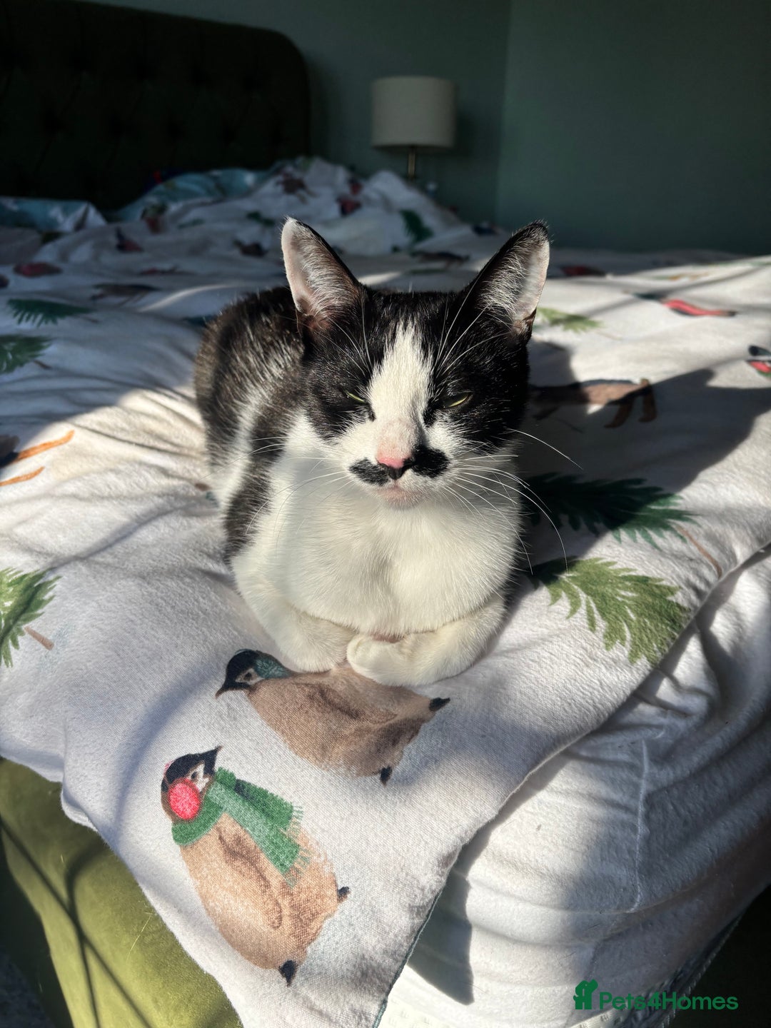 Mixed Breed cats for sale: 2 male kittens  - Advert 2