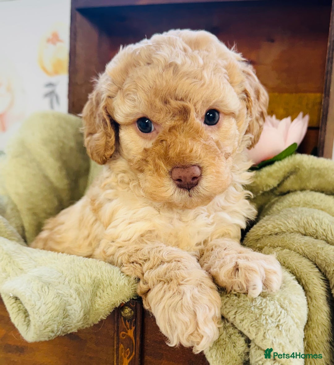 Cavapoochon dogs for sale: F1b Cavapoochon  - Image 13