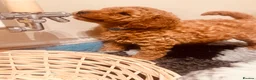 Labradoodle dogs for sale: Fox red toy labradoodle f1bb - Advert 7