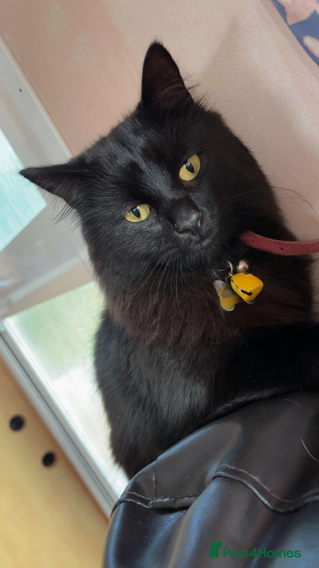 Turkish Angora cats for sale: Binx. in Blackpool - Advert 1