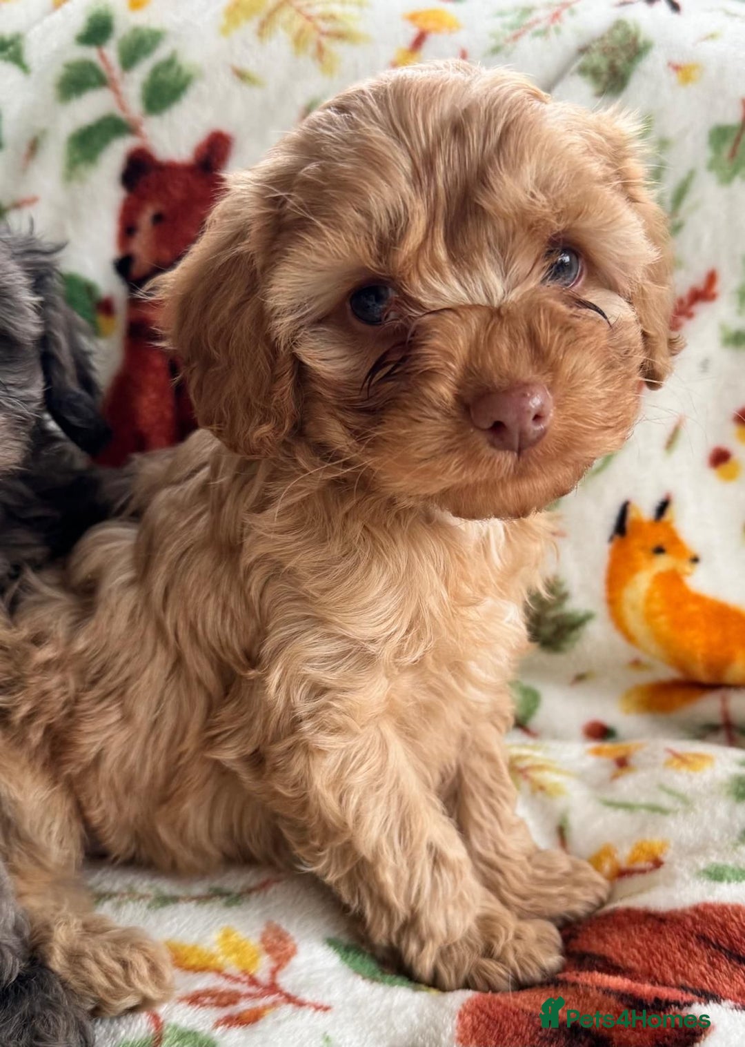 Cavapoo dogs for sale: F1b cavapoo babies - Advert 10