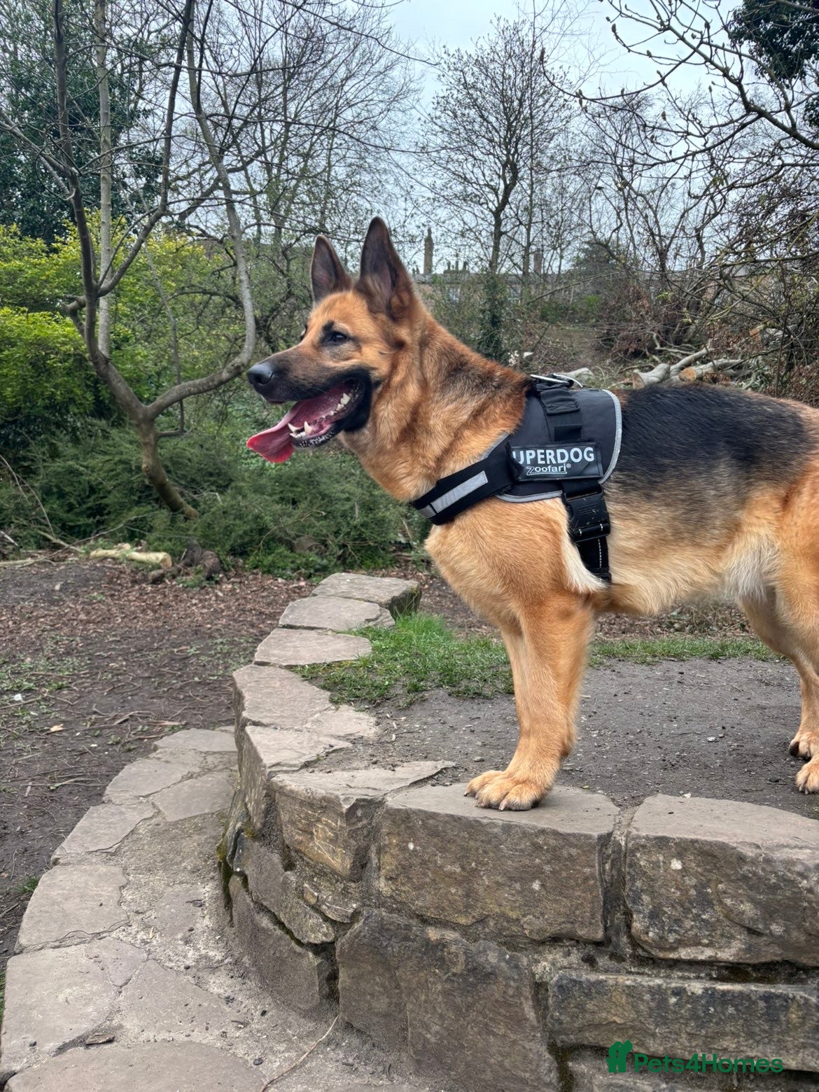 German Shepherd dogs Skye - German Shepherd - Advert 8