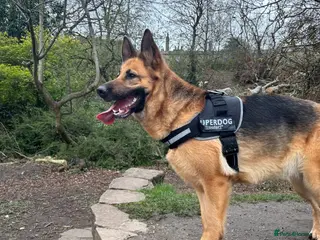 German Shepherd dogs Skye - German Shepherd - Advert 1