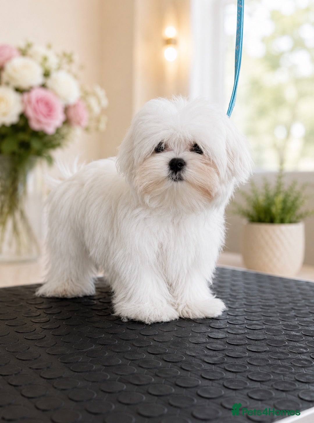 Maltese dogs Beautiful pure Korean Maltese puppies  - Advert 1