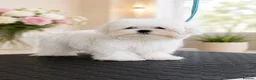 Maltese dogs for sale: Beautiful pure Korean Maltese puppies  - Advert 1