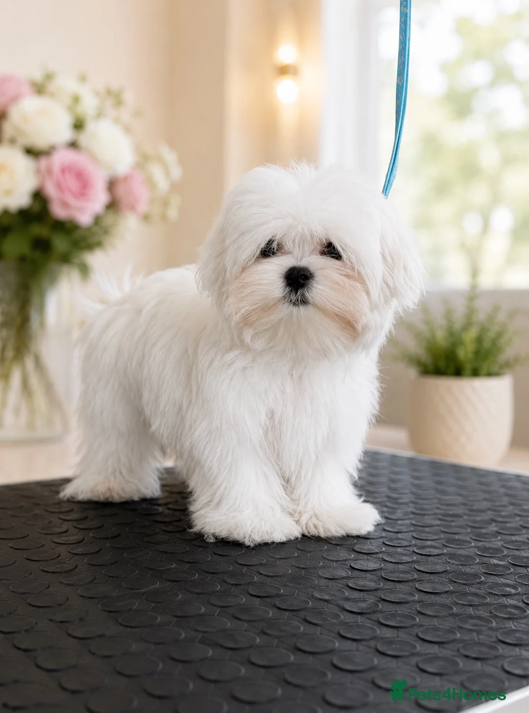 Maltese dogs for sale: Beautiful pure Korean Maltese puppies  - Advert 1