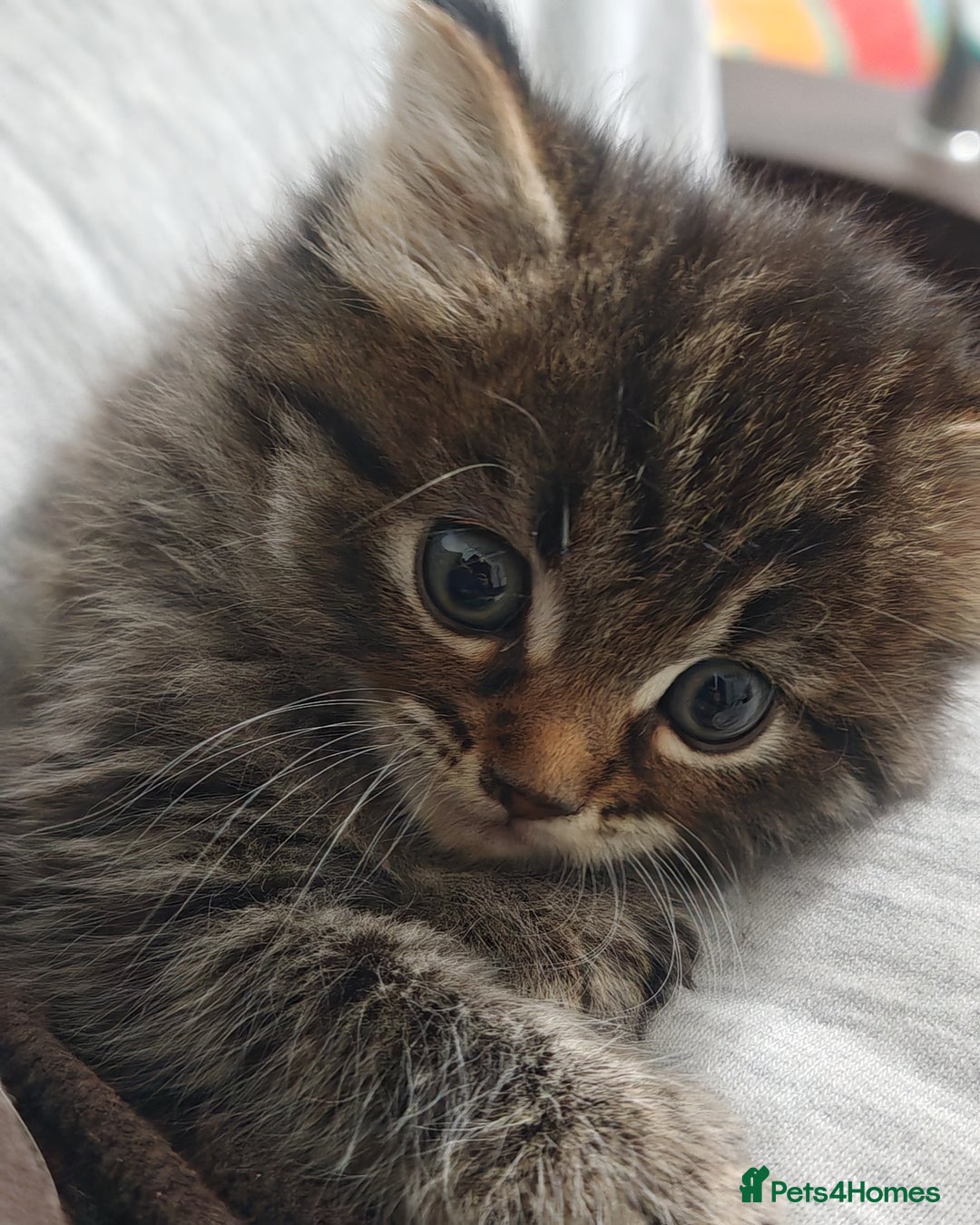 Mixed Breed cats for sale: Adorable half persian Kittens for Sale🐾 - Advert 9