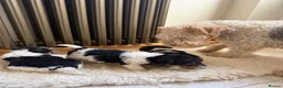 Fox Terrier dogs for sale: Fox terriers  in Middlesbrough - Advert 7