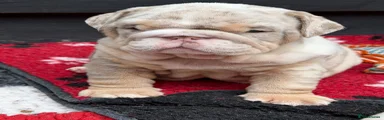 English Bulldog Puppy 1