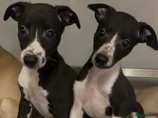 Whippet dogs KC REGISTERED WHIPPETS - Advert 8