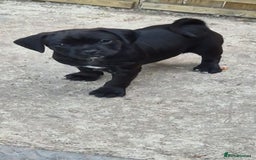 Mixed Breed dogs for sale: Adorable pug puppies  - Image 4