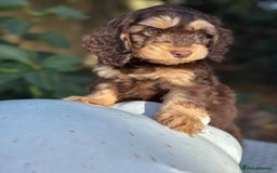 Cockapoo dogs for sale: Fabulously bred cockapoos  - Image 5