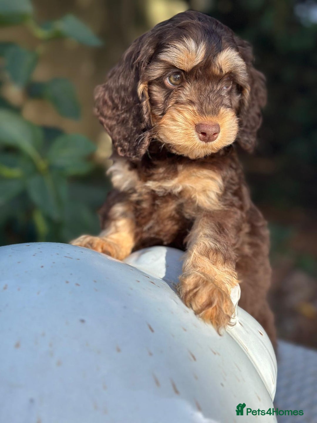Cockapoo dogs for sale: Fabulously bred cockapoos  - Image 5