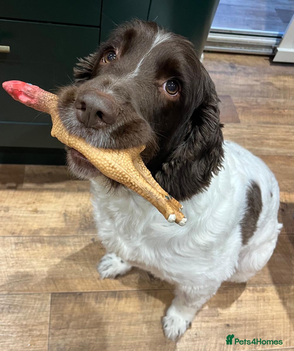 English Springer Spaniel dogs Child friendly Charlie wants a new forever home - Advert 1