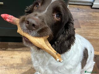 English Springer Spaniel dogs Child friendly Charlie wants a new forever home - Advert 6