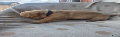 Labrador Retriever 5