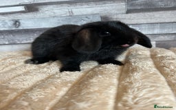 Mini Lop rabbits for sale: ⭐️Pure Breed Holland lops⭐️ - Image 21