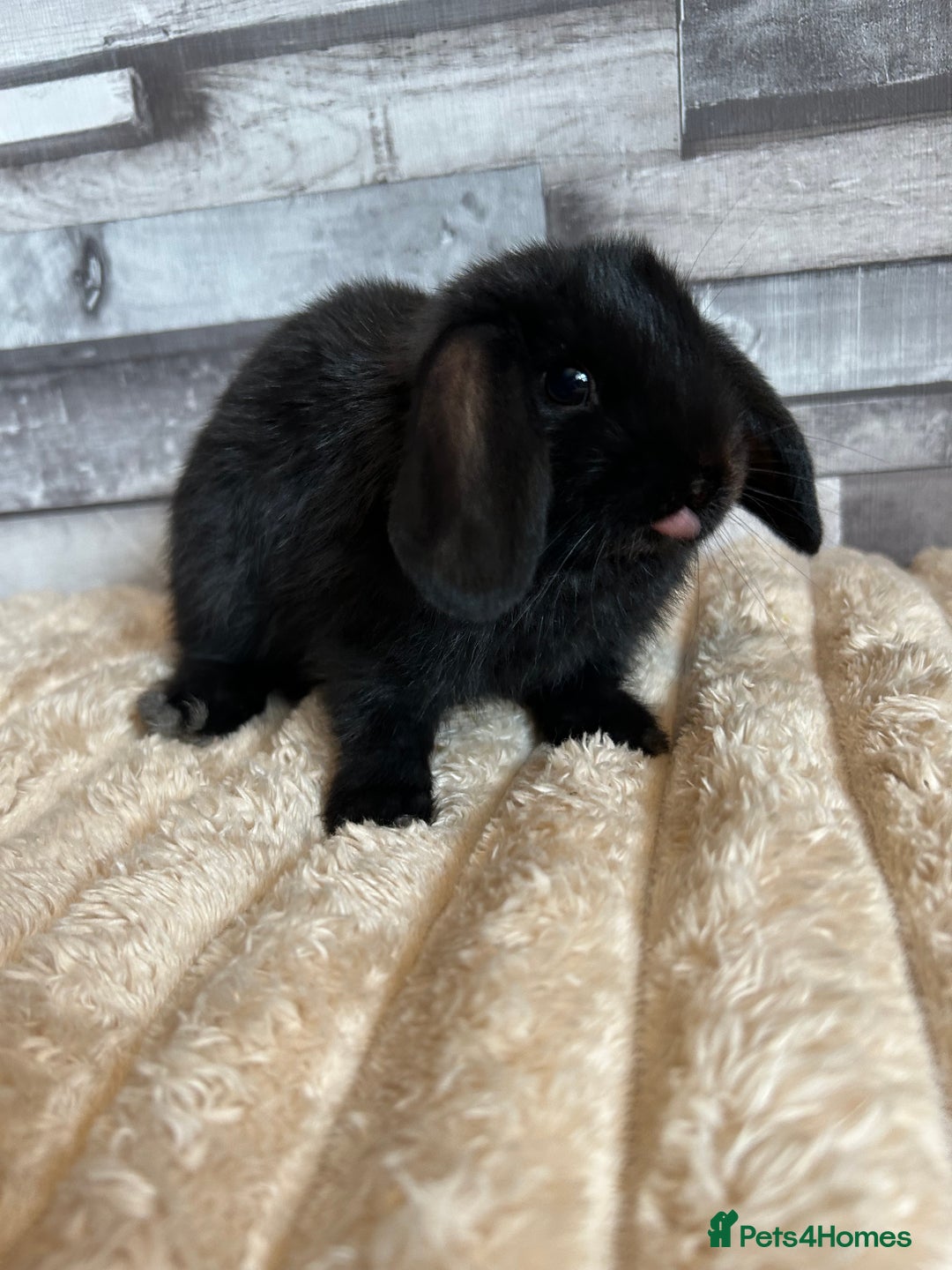 Mini Lop rabbits for sale: ⭐️Pure Breed Holland lops⭐️ - Image 21