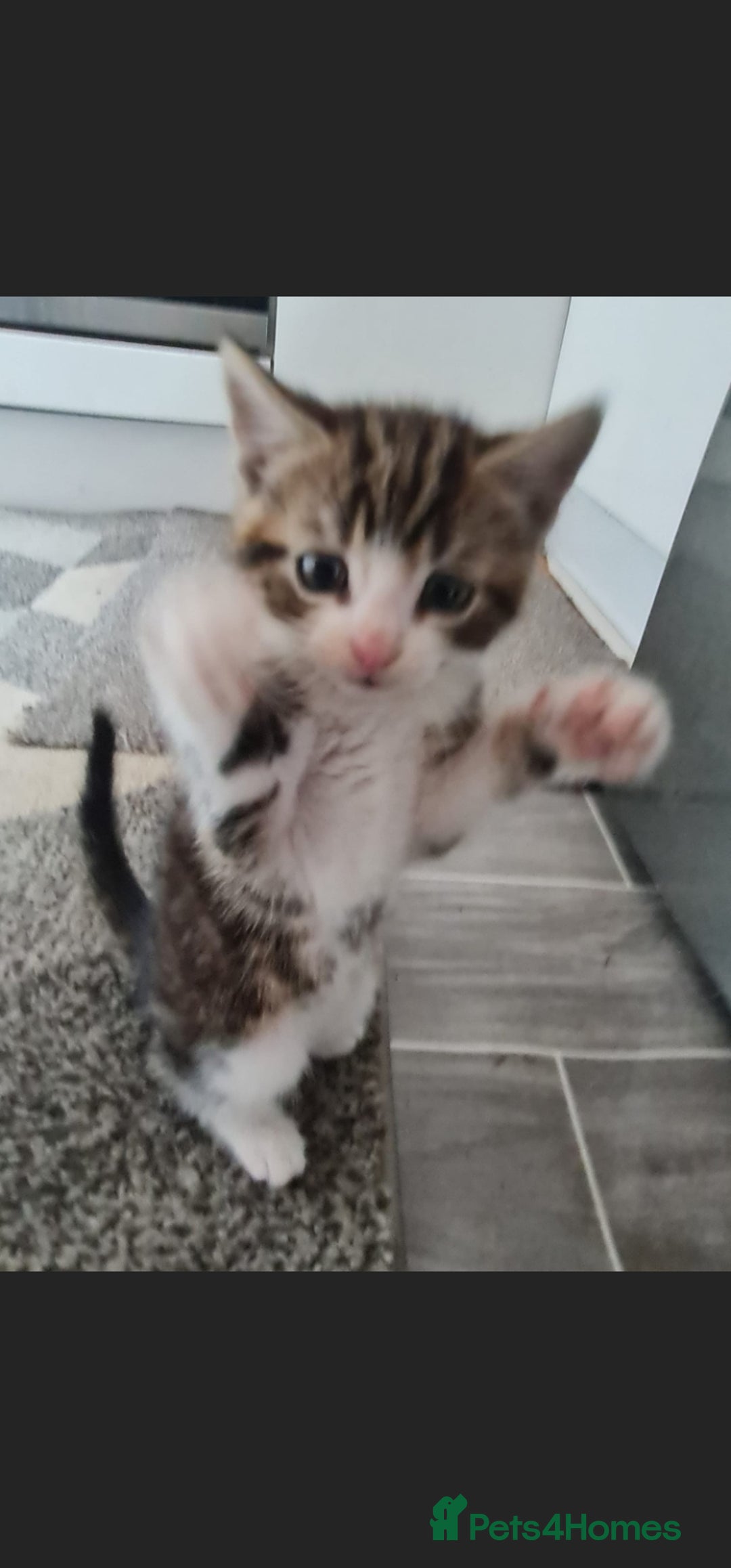 American Curl cats for sale: Amarican Curl Kitten  - Advert 5