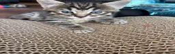 Mixed Breed cats for sale: Beautiful kittens - Advert 3