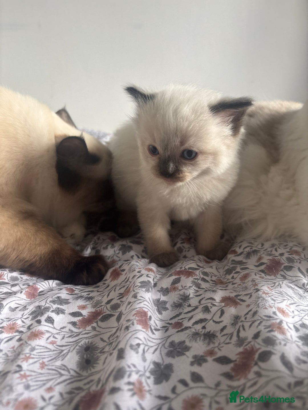 Ragdoll cats for sale: Ragdoll kittens - Image 5