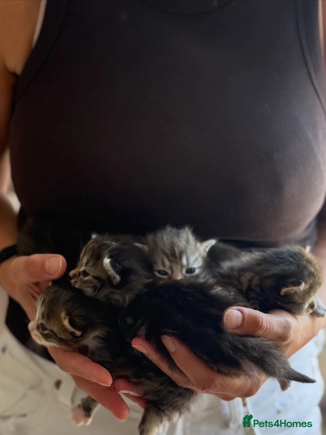 Ragdoll cats for sale: Quarter ragdoll kittens  in Midhurst - Advert 4