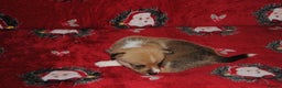 Welsh Corgi Pembroke dogs for sale: Welsh Pembroke Corgi Puppies - Girls Available - Advert 6