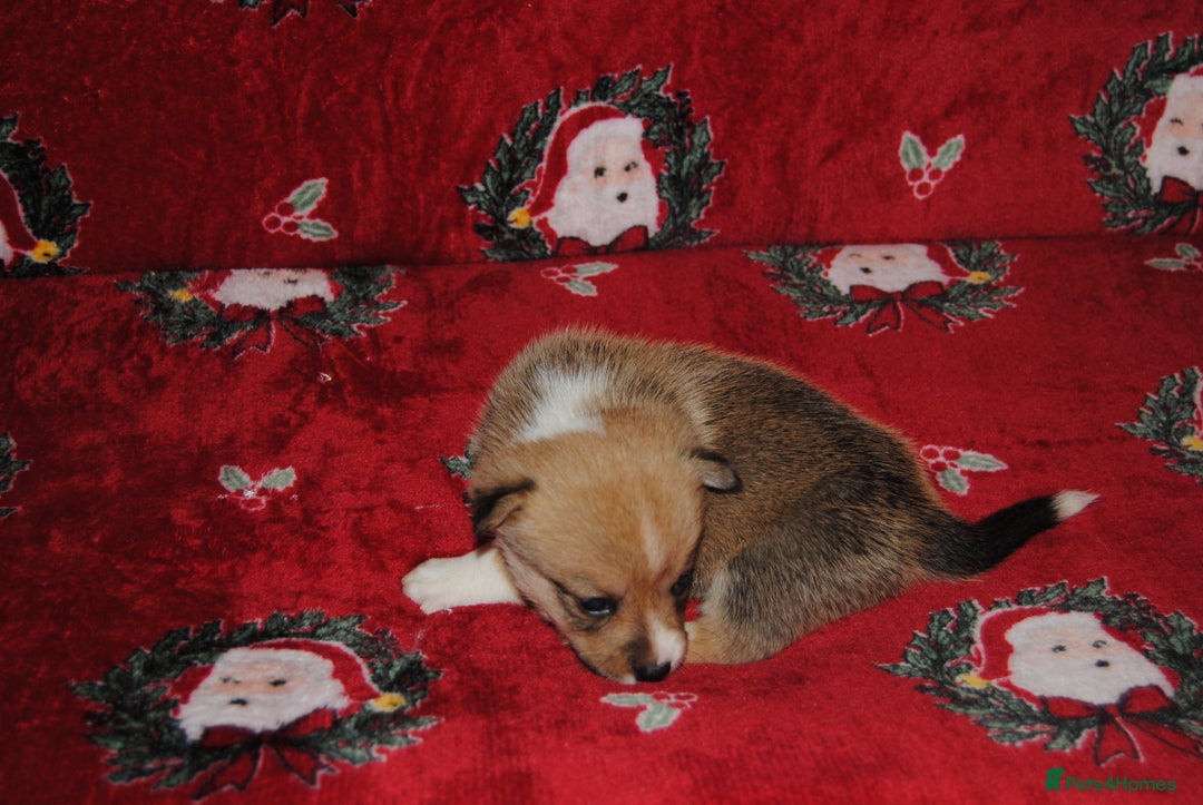 Welsh Corgi Pembroke dogs for sale: Welsh Pembroke Corgi Puppies - Girls Available - Advert 6